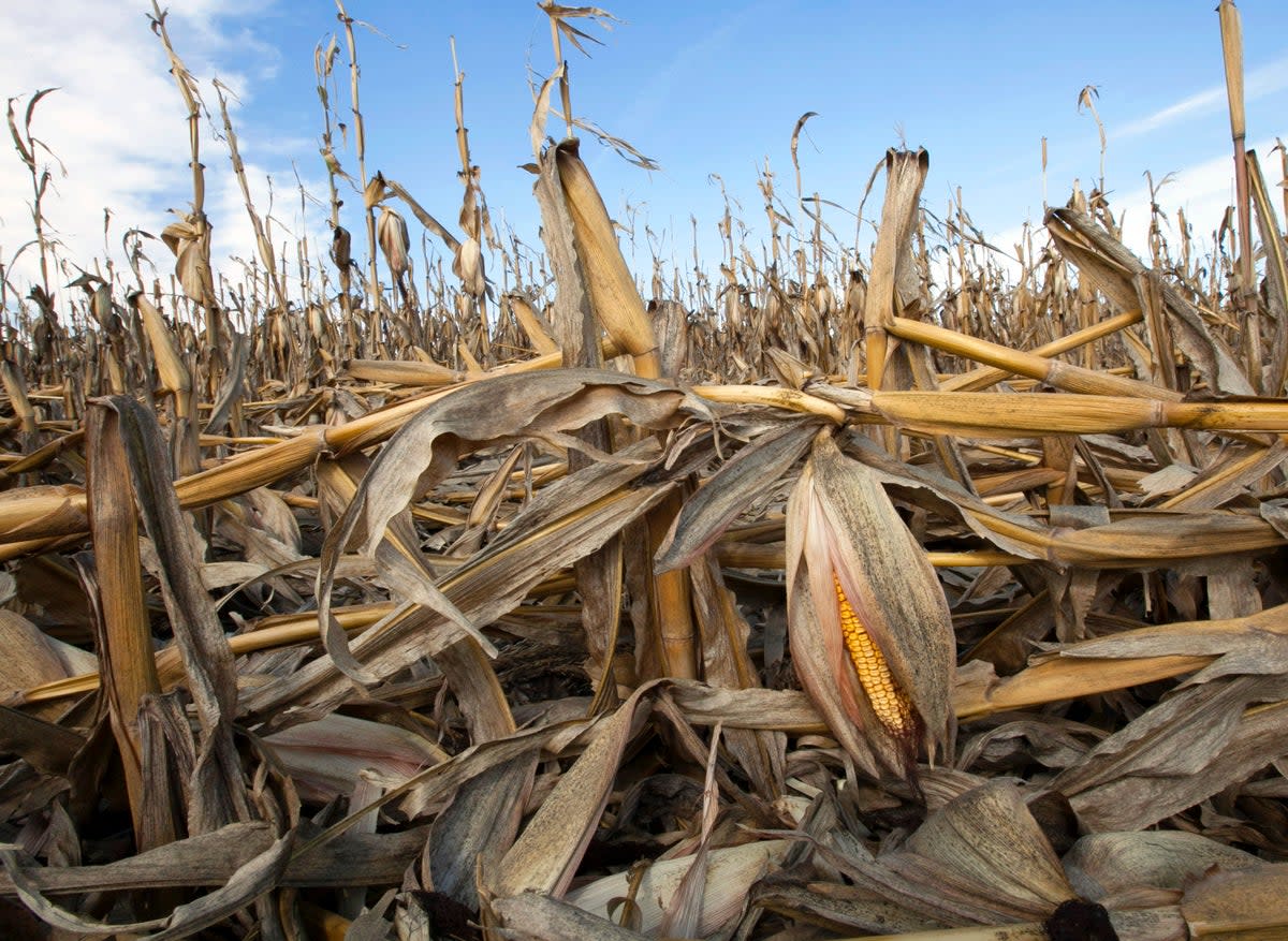 CAMBIO CLIMÁTICO-ALIMENTACIÓN (AP)