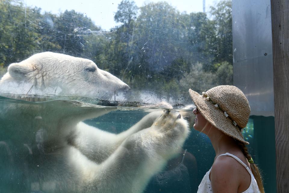 <p>A woman looks through the glass of the enclosure of a Polar bear as he cools off in the water at the zoo in Mulhouse, France on Aug. 3, 2018, as parts of Europe continue to swelter in an ongoing heatwave. (Photo: Sdbastien Bozon/AFP/Getty Images) </p>