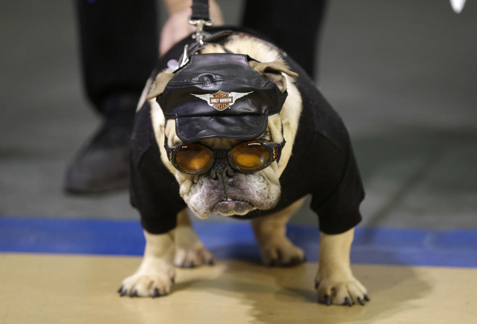 Jazmine Josephine looks on during the 34th annual Drake Relays Beautiful Bulldog Contest, Monday, April 22, 2013, in Des Moines, Iowa. The pageant kicks off the Drake Relays festivities at Drake University where a bulldog is the mascot. (AP Photo/Charlie Neibergall)
