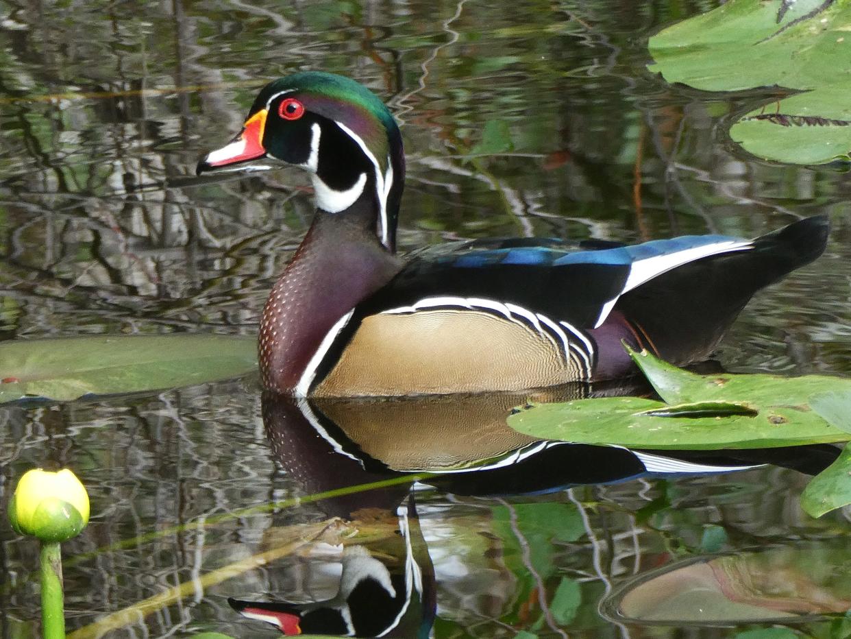 A wood duck trying to blend in with his surroundings taken at Six Mile Cypress Slough in Florida. Outdoor columnist Mike Leggett has ducks on his mind, ones that spend most of their off time hanging out in the woods and creek bottoms of East Texas.