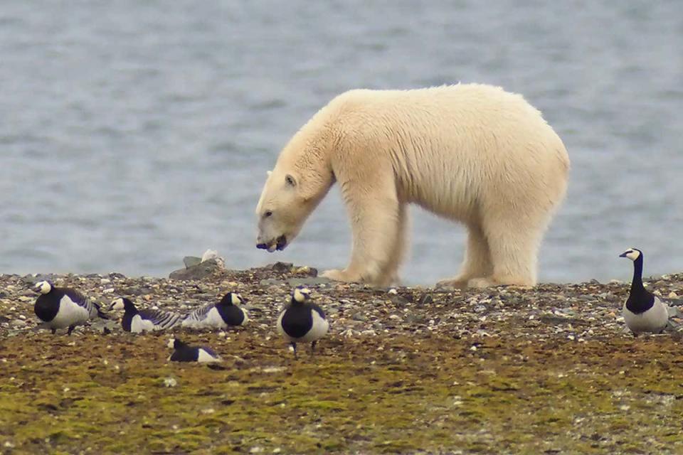專家推斷80年後野生北極熊將絕種。