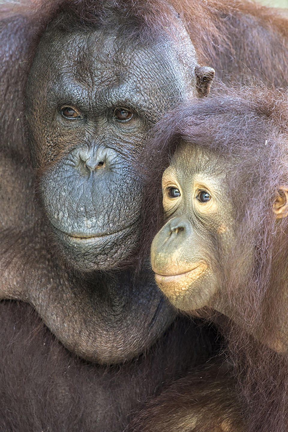 This photo provided by Zoo Miami shows orangutan Kumang, left. Kumang, a 44-year-old Bornean orangutan, died Thursday, Sept. 23, 2021, during recovery from anesthesia. (Ron Magill/Zoo Miami via AP)