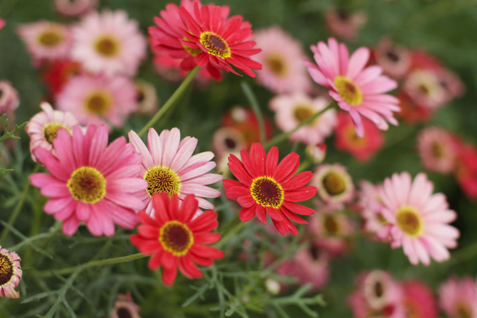 Close-up von Gerbera in rosa und pinker Farbe