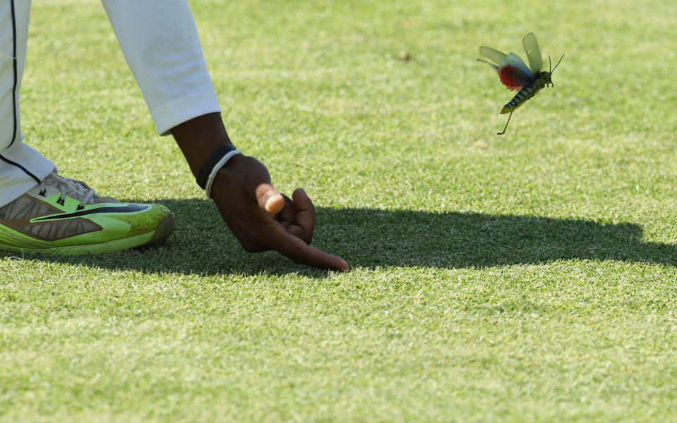 Bug on the pitch in Zimbabwe