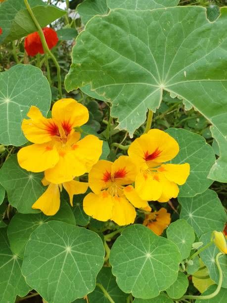 nasturtium