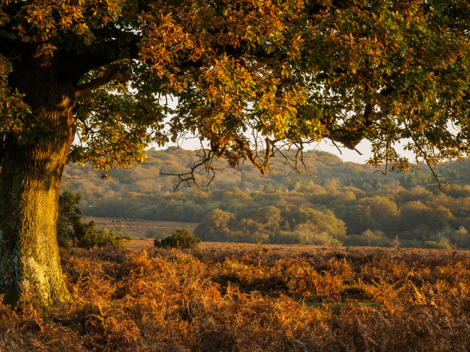 New Forest, Hampshire