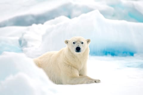 Venture north of the Arctic circle to find polar bears - Credit: Danita Delimont
