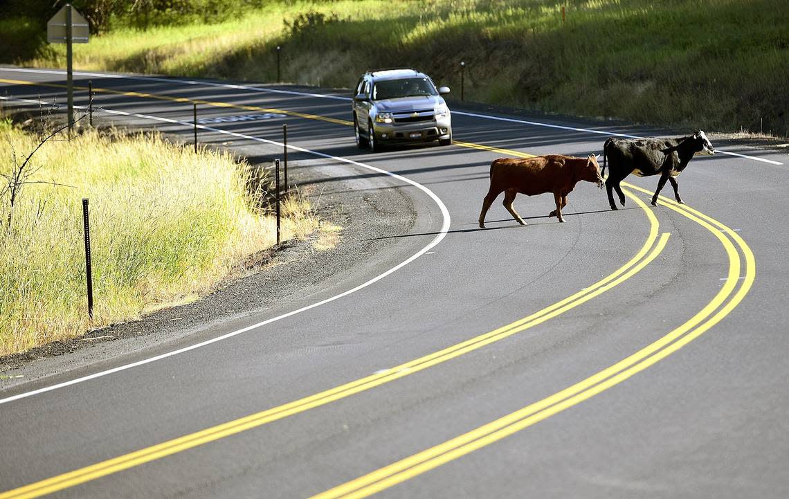 An SUV slows to a halt as cows cross Idaho 11 north of Weippe, Idaho. Idaho has open range law (motorists are liable for damages in collisions with livestock) but also has herd districts, which are carve-outs in open range areas that shift the responsibility back to the animal’s owner.