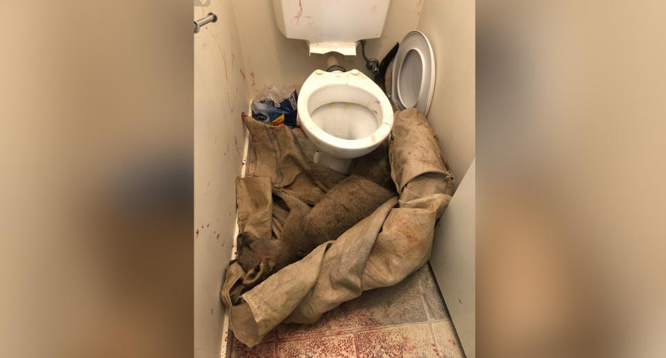 The kangaroo eventually became exhausted and collapsed near the toilet. Source: Five Freedoms Animal Rescue/ Facebook