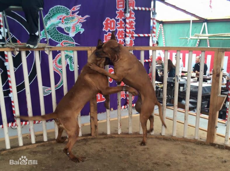 土佐犬一般是為了培養成鬥犬在飼養。（圖／翻攝自百度百科）