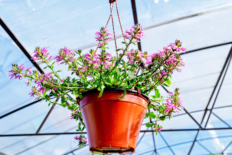 Close-up of a planter with Scaevola flowers hanging on a hanger in the garden center.