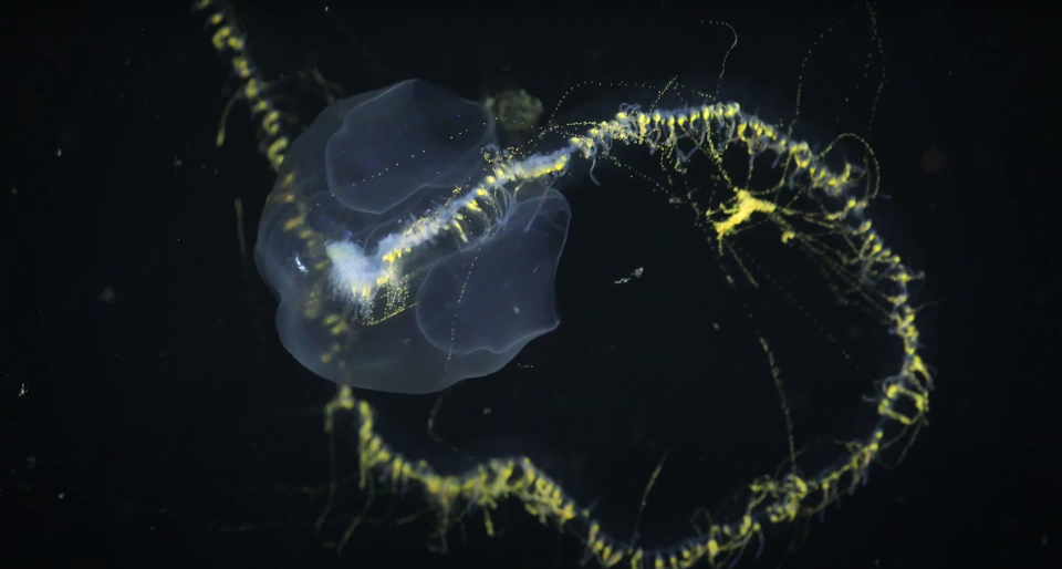 A strange, translucent "siphonophore" sea creature with delicate yellow tentacles floating in the dark ocean.