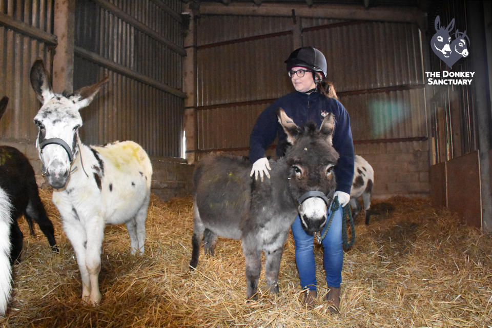 Some donkeys from Christine Kelly's farm and brought back to good health by The Donkey Sanctuary. (swns)