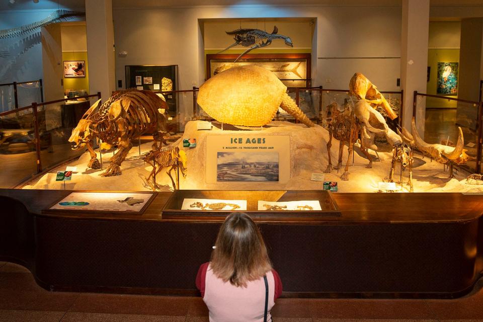 Jessica Holt visits the Hall of Geology and Paleontology at the Texas Memorial Museum on Friday. The exhibit includes dinosaurs and Ice Age creatures.