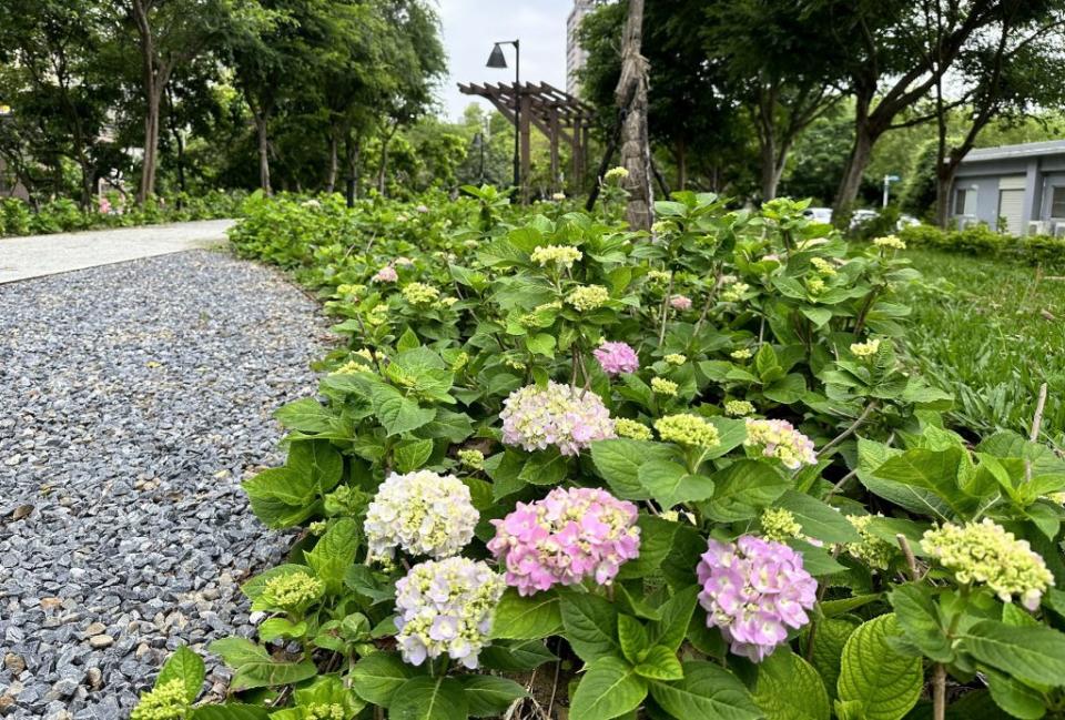 三峽北大汙水廠「草花植生公園」二十九日起開放，園內上千株繡球花陸續綻放。（記者吳瀛洲攝）