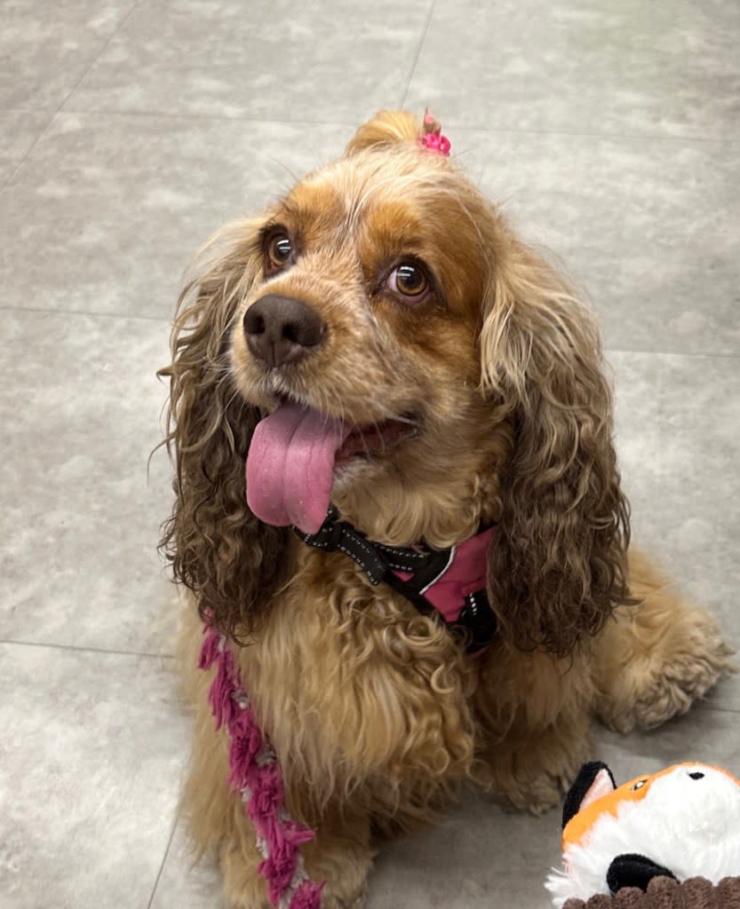 Reba was happy and healthy when she was left with groomer Bechir Bejaoui. Courtesy of Melissa Lee