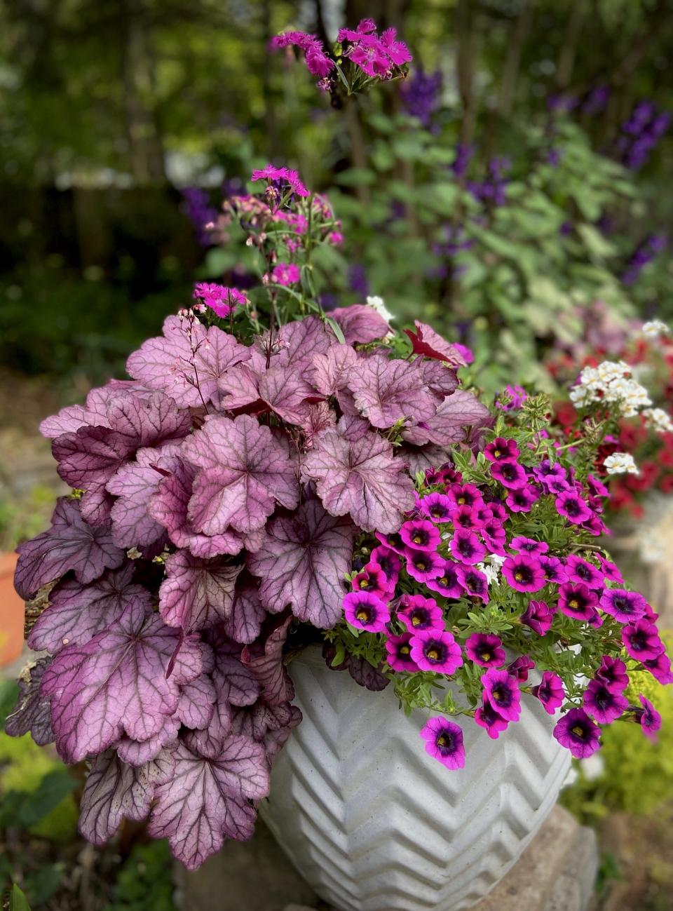 Superbells Blackcurrant Punch calibrachoa, Primo Wild Rose heuchera, Rockin dianthus and Superbena Whiteout verbena create a dreamy partnership in this white self-watering AquaPot.