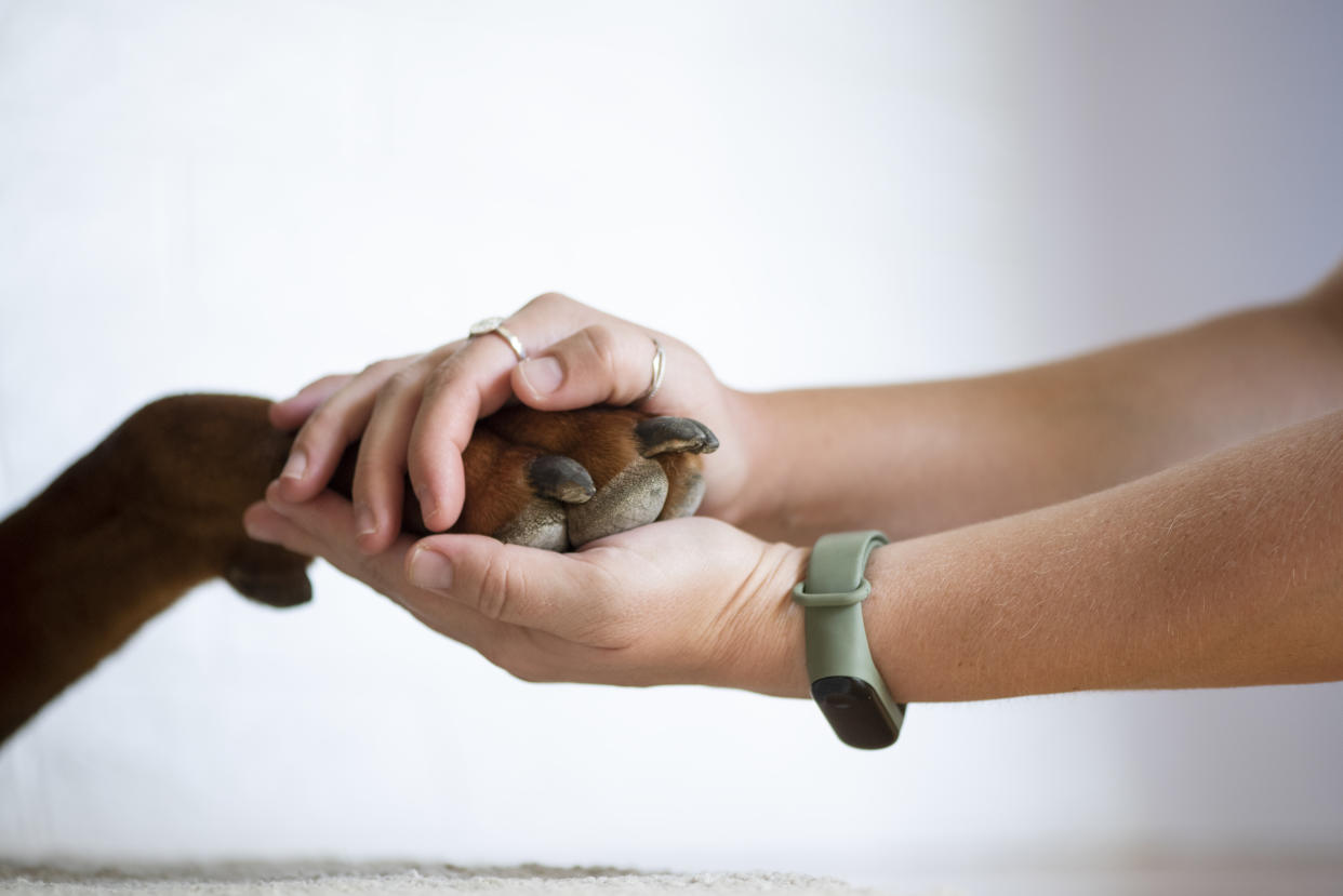 Las mascotas dependen de los cuidados que sus dueños puedan darles en cualquier momento/Getty Images