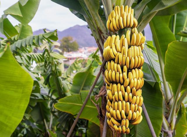 Welcome Back To Banana Tree News – Banaana Tree News