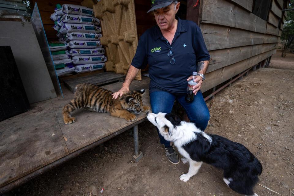 A man pets a tiger cub as a dog sniffs near the cub.