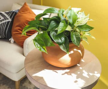 Live Pothos Plants