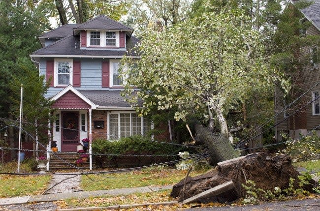 What to Do When a Tree Falls on Your House