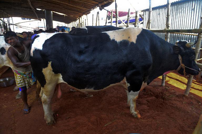 A Bangladeshi workers grooms a cow at the Gabtoli cattle market in Dhaka on September 30, 2014, ahead of Eid-al Adha, the feast of the sacrifice