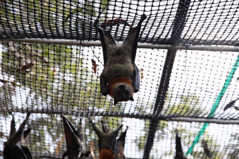 An adult grey-headed flying fox hangs in a care centre set up at a home in Bomaderry