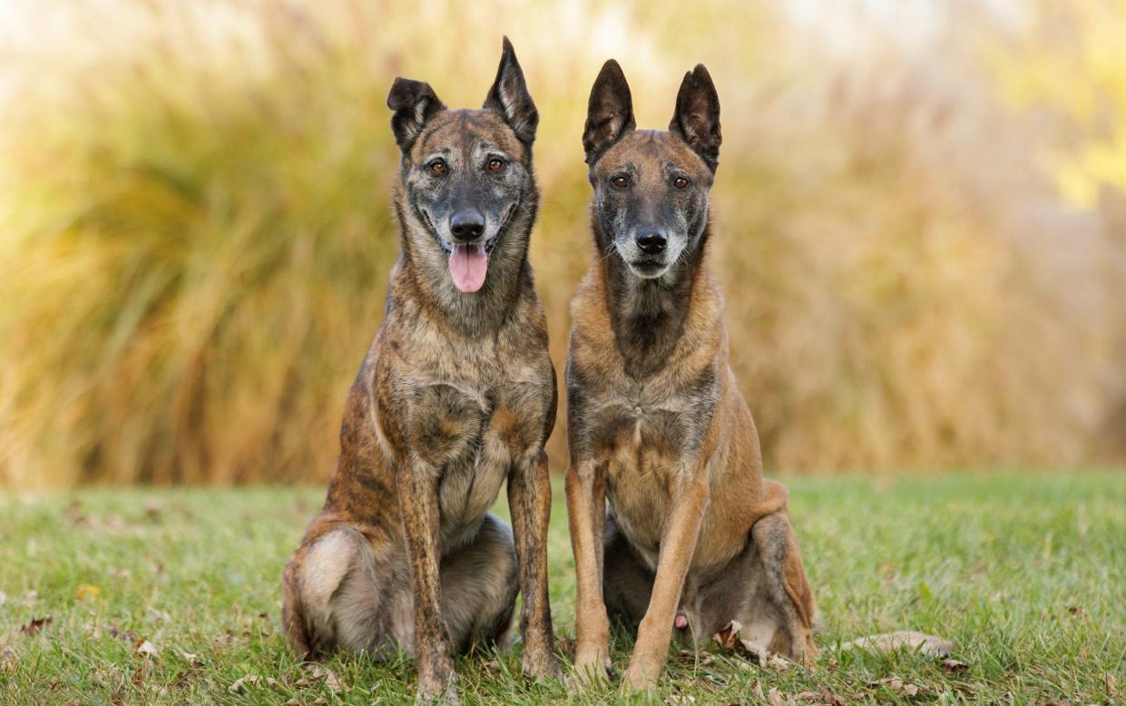 A Dutch Shepard and a Belgian Malinois - Sue Zellers