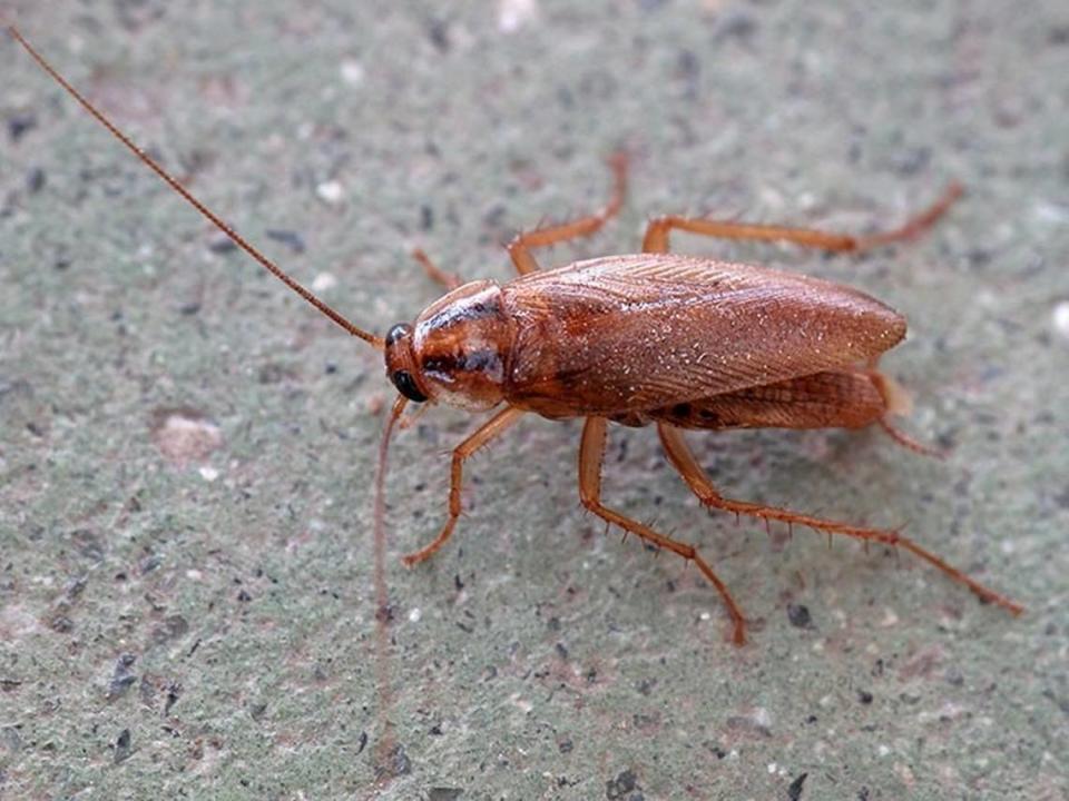 A German cockroach, the most common roach.