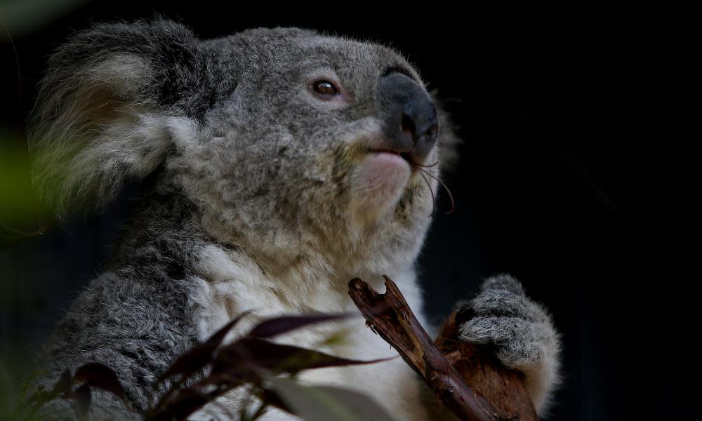 <span>Photograph: Lisa Maree Williams/Getty Images</span>