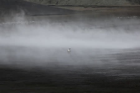 A penguin walks through the geothermal fog on Deception Island, which is the caldera of an active volcano in Antarctica, February 17, 2018. REUTERS/Alexandre Meneghini