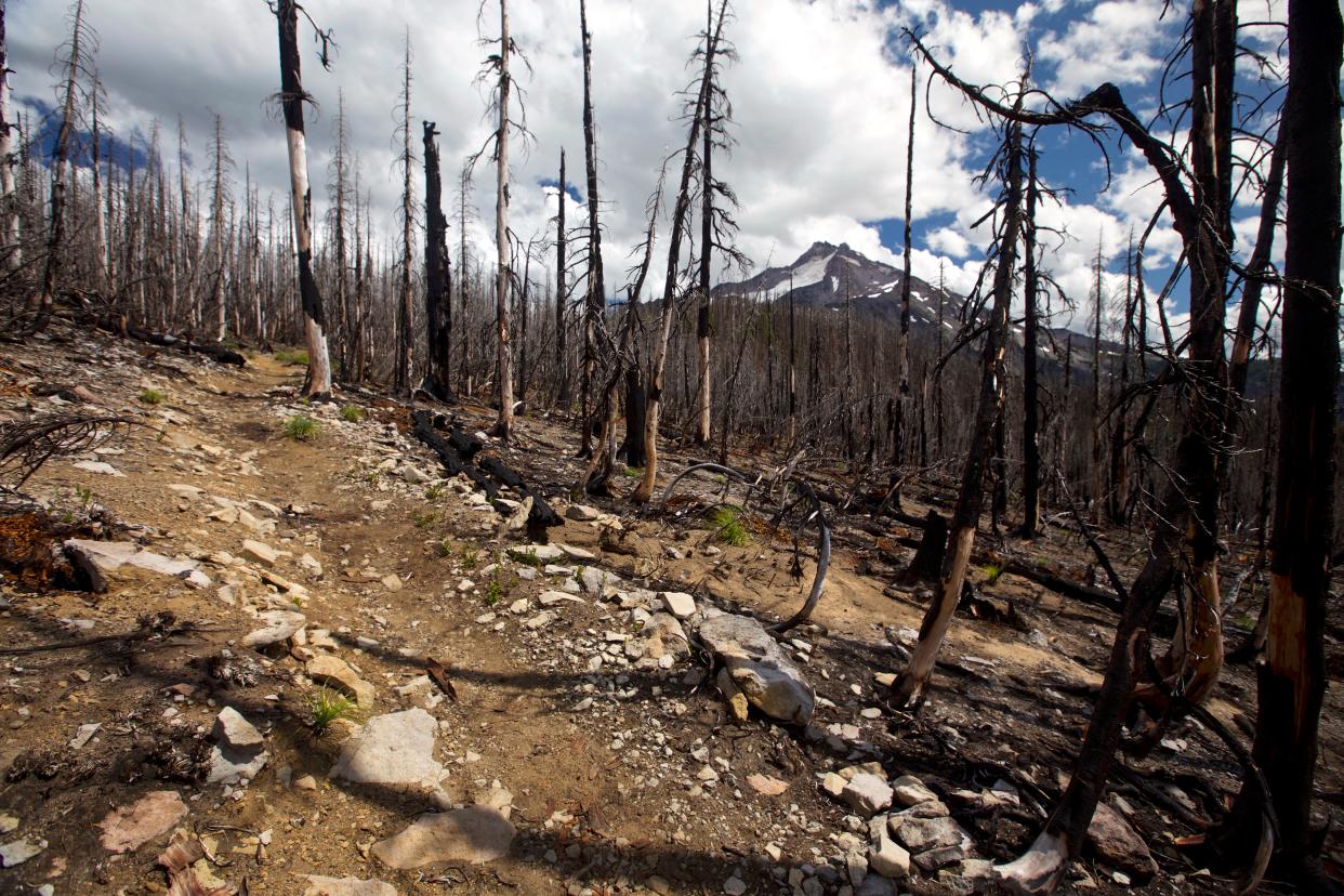 The Whitewater Trail, into the Mount Jefferson Wilderness, was burned in 2017 and 2020. It is seen here after reopening in 2019. It is currently closed.