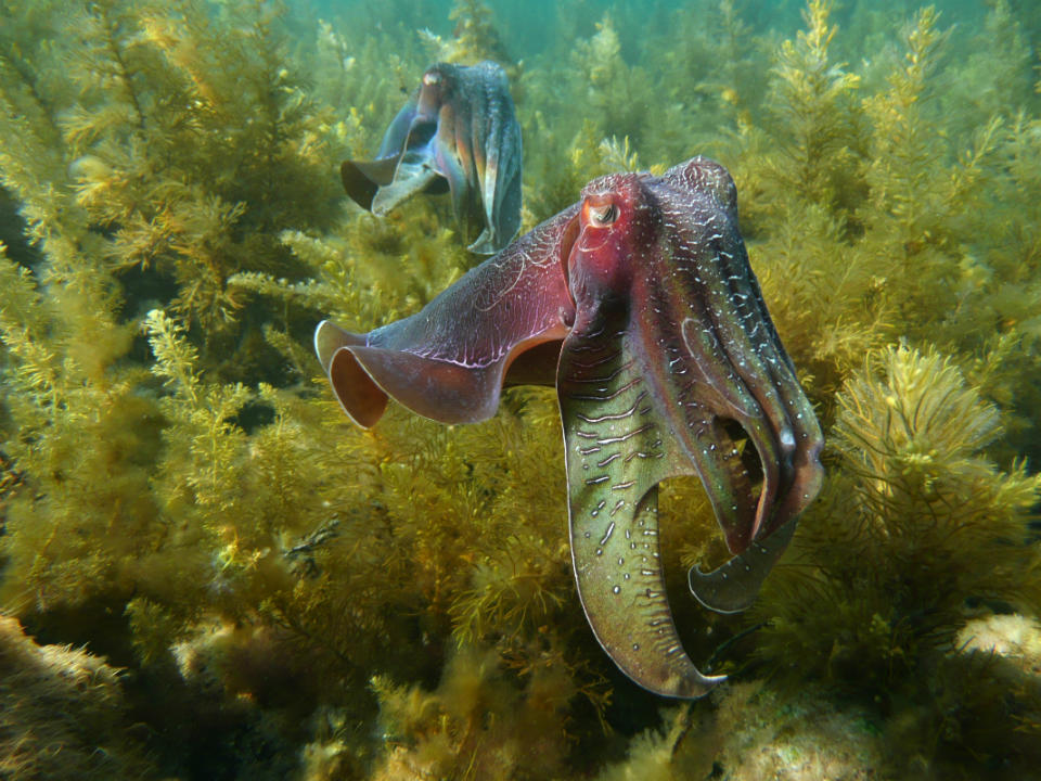 A giant Australian cuttlefish (Sepia apama), Spencer Gulf, South Australia.