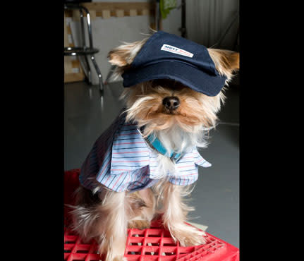 Sporty Yorkie