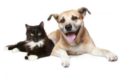 Believe it or not, pets have a healing effect on their owners! 