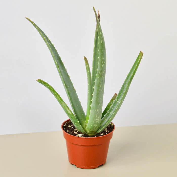 <p><a href="https://houseplantshop.com/collections/all-plants/products/1-aloe-vera-succulent" rel="nofollow noopener" target="_blank" data-ylk="slk:Shop Now;elm:context_link;itc:0;sec:content-canvas" class="link rapid-noclick-resp">Shop Now</a></p><p>Houseplant Shop</p><p>houseplantshop.com</p><span class="copyright">Houseplant Shop</span>