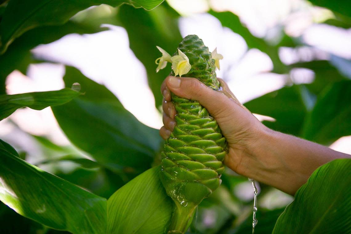 Edelle Schlegel, 25, the founder of Miami Fruit, squeezes an awapuhi at her farm in Homestead.
