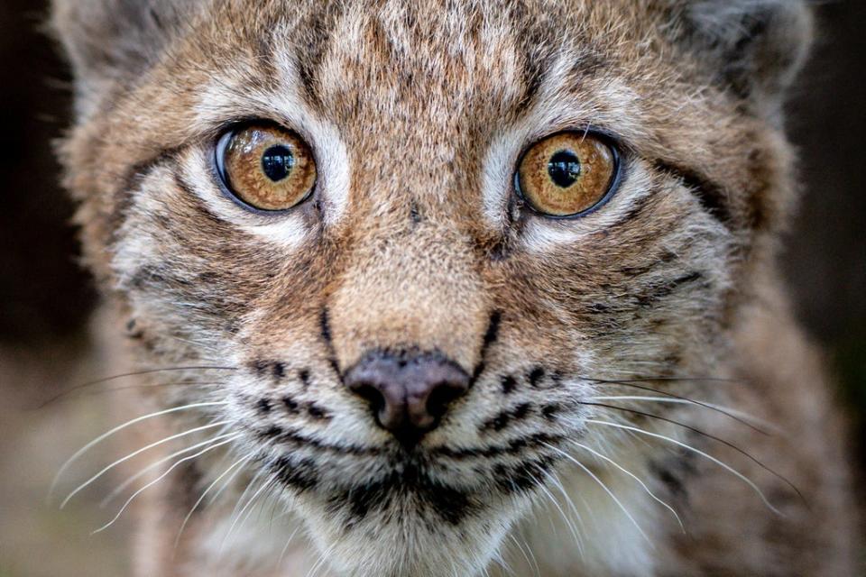 A four-month-old Lynx kitten explores its home in the Bear Wood exhibit at the Wild Place Project in Bristol (Ben Birchall/PA) (PA Wire)