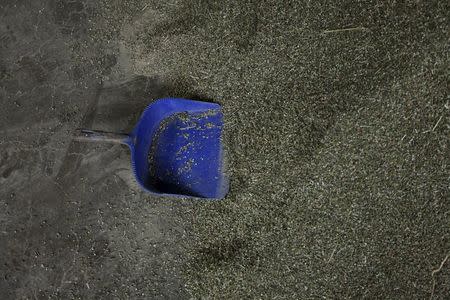 A shovel lies on a pile of cannabis inside a garage in the Bekaa valley, Lebanon November 1, 2015. REUTERS/Alia Haju