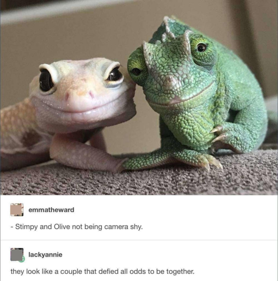 Two smiling frogs touching heads, with comment: "Stimpy and Olive not being camera shy" and response: "They look like a couple that defied all odds to be together"