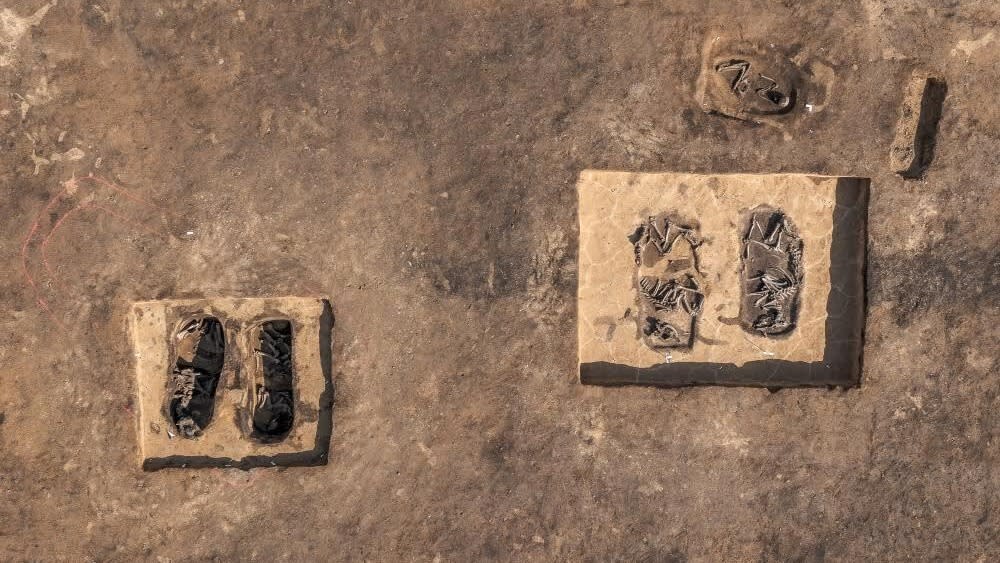  An aerial view of a burial containing animal remains and a chariot. . 