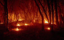 An inmate firefighter from the Trinity River Conservation Camp uses a drip torch to slow the Fawn Fire burning north of Redding, Calif. in Shasta County, on Thursday, Sept. 23, 2021. (AP Photo/Ethan Swope)