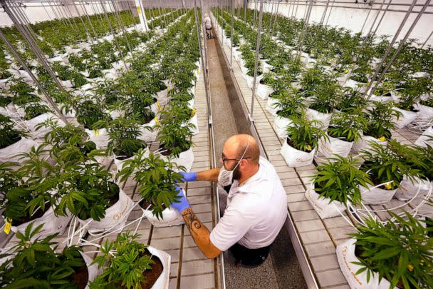 PHOTO: FILE Jeremy Baldwin tags young cannabis plants at a marijuana farm operated by Greenlight, Oct. 31, 2022, in Grandview, Mo. (Charlie Riedel/AP, FILE)