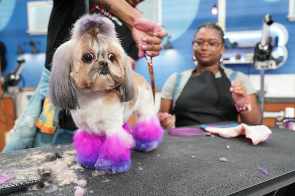 dog getting groomed on Pooched Perfect