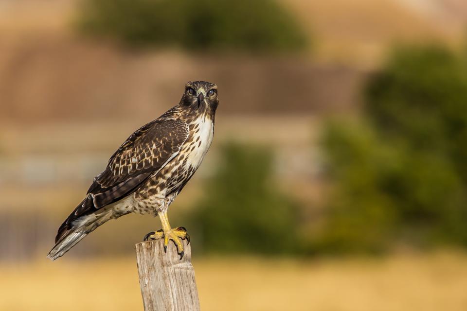 Broad-Winged Hawk