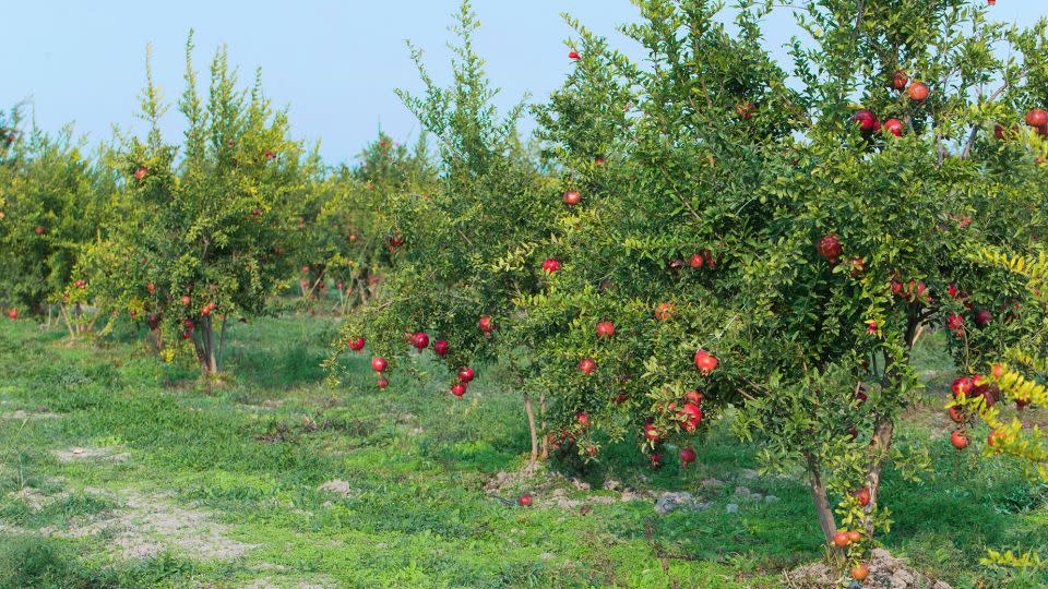 Pomegranate harvests have inspired an annual festival in Azerbaijan. - Retann/iStockphoto/Getty Images