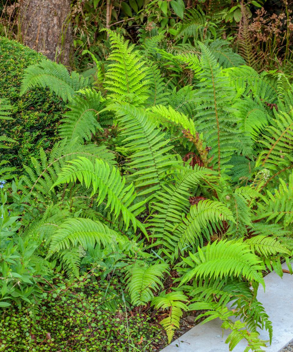 woodland underplanting including ferns and clipped yew