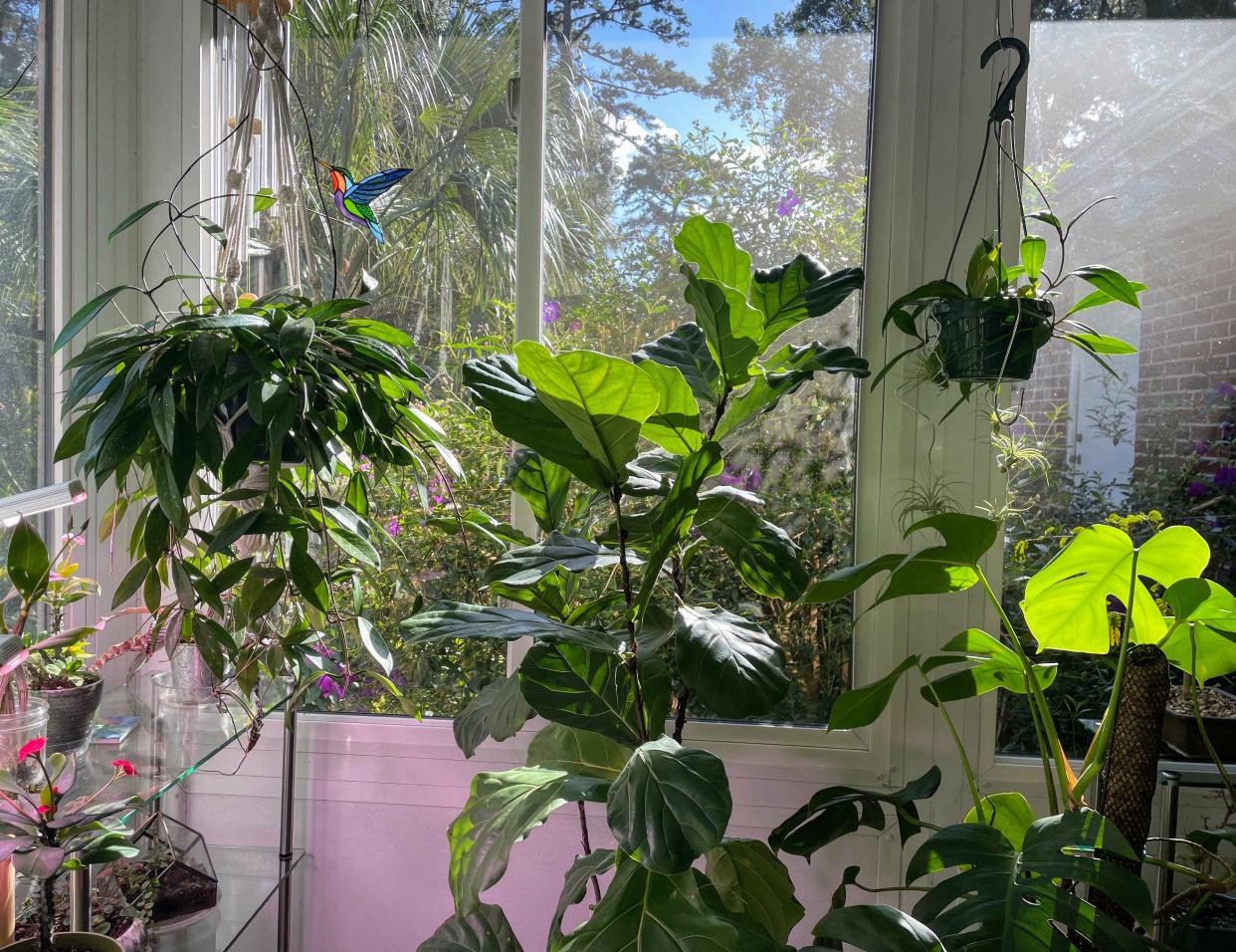 These houseplants, one of which is the predicted-to-become-invasive, Monstera deliciosa, are safely ensconced indoors.