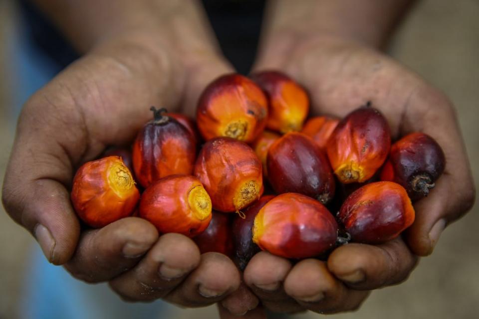 A worker shows oil palm fruits at a plantation in Kuala Selangor January 2, 2020. — Picture by Yusof Mat Isa